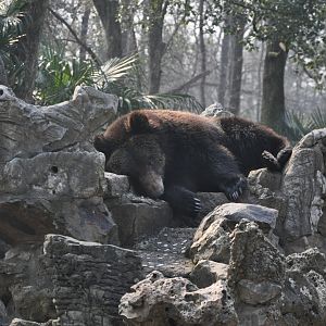 2016-02-02 Ussuri Brown Bear