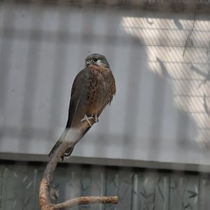 2016-02-02 Common kestrel