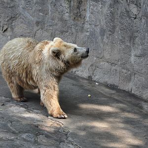 2016-05-01-Syrian brown bear