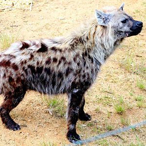 Spotted hyaena; Colchester: 16th June 2018