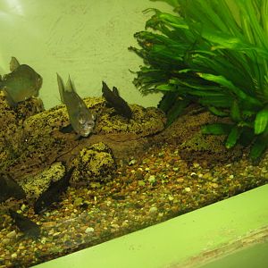 Riga Zoo - Aquarium - South American tank