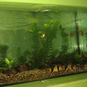 Riga Zoo - Aquarium - Asian tank