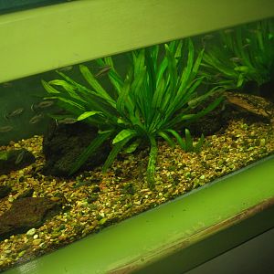 Riga Zoo - Aquarium - Splitfin tank