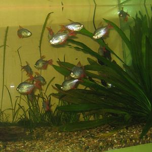 Riga Zoo - Aquarium - Tetra tank (ID?)