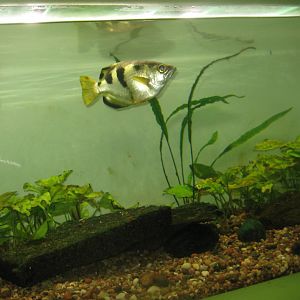 Riga Zoo - Aquarium - Archerfish tank