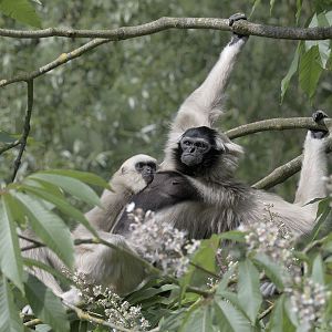 Pileated gibbon weaning (1)