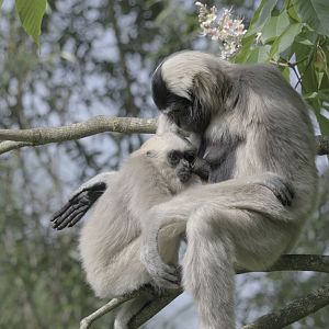 Pileated gibbon weaning (2)