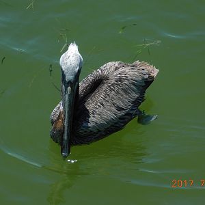 Brown Pelican-Madeira Beach