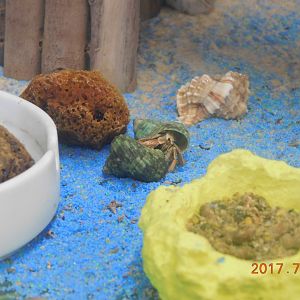 Hermit Crab-Madeira Beach