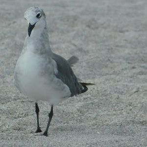Herring Gull-Madeira Beach