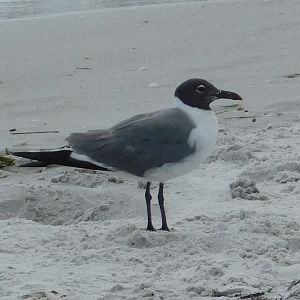 Laughing Gull-Madeira Beach