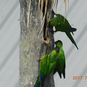 Nanday Conure-Madeira Beach