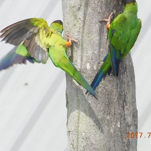 Nanday Conure-Madeira Beach