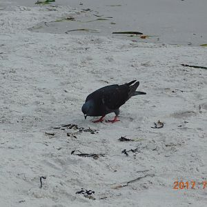 Rock Pigeon-Madeira Beach