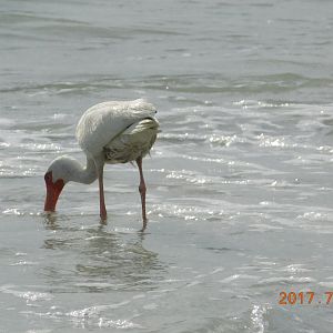 White Ibis-Madeira Beach