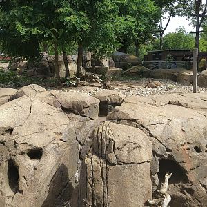 Banded Mongoose Exhibit