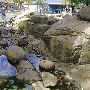 Banded Mongoose Exhibit