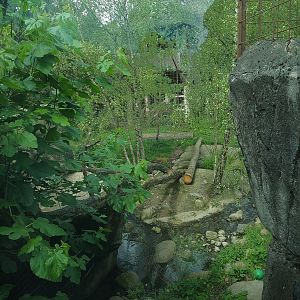Siberian Tiger Exhibit