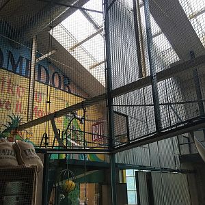 Ring-tailed Lemur Indoors