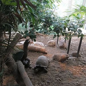 Aldabra Giant Tortoise
