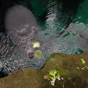 West Indian Manatee