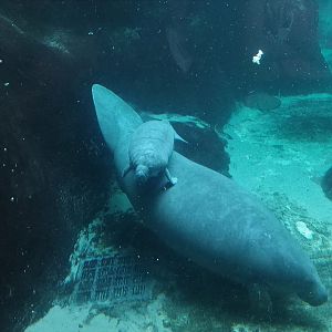 Manatee Mother & Calf