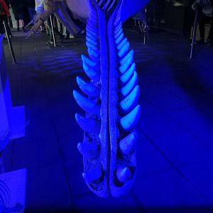 Sperm Whale Jaw
