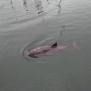 Harbour Porpoise