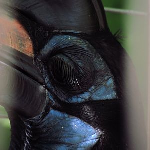 Abyssinian ground hornbill