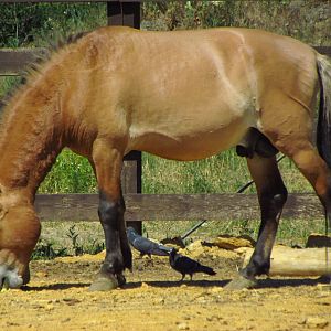 Przewalski's wild horse