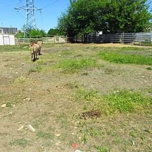 Przewalski's wild horse exhibit