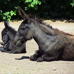 Donkey & foal