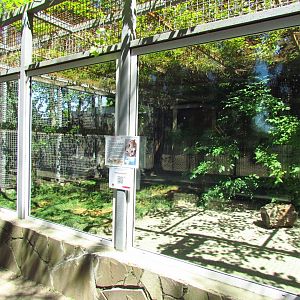 Amur leopard exhibit