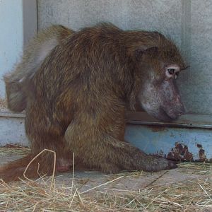 Olive baboon female