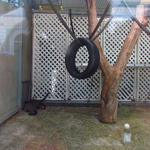 Black capuchin exhibit