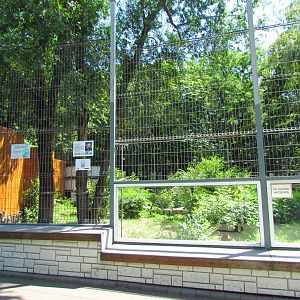 North American cougar exhibit