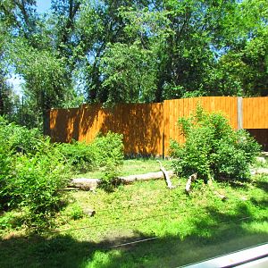 North American cougar exhibit 2