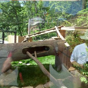 Asian Highlands - Red Panda Exhibit