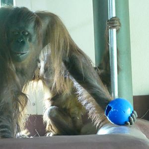 Mali 1  Kong Ball 0, June 2018