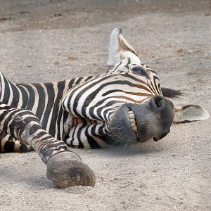 Hartmann's mountain zebra, June 2018