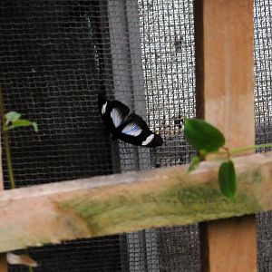 Identification Required Please?