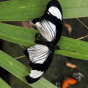 Identification Required Please?