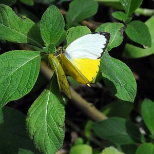 Identification Required Please?