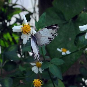 Identification Required Please?