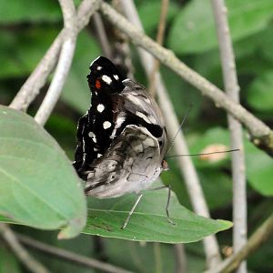 Identification Required Please?