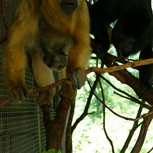 Black howler monkeys, June 2018
