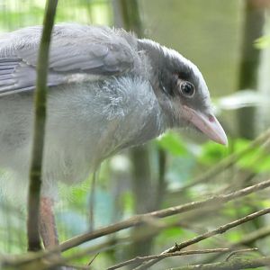 Red-billed blue magpie chick, June 2018