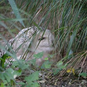 Snowy owl, June 2018