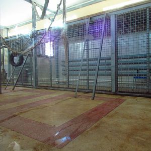 Chimpanzee exhibit 2