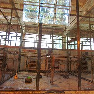 Patas monkey indoor exhibit